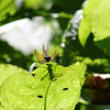 Calopteryx virgo vous observe !!