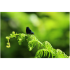 Male Calopteryx on Eagle Fern