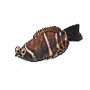 gourami chocolat