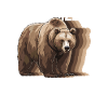 Grizzlybär Braunbär Bär