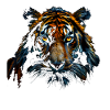 Tiger Face