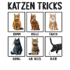 Cat Cats Tricks Funny Cats