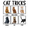 Chat Chats Astuces Chats Drôles
