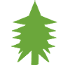 Fir tree tree natural