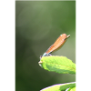 Damselfly Calopteryx Female Portrait