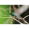 Fuzzy male twig calopteryx