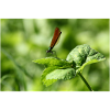 Female Calopteryx in spring