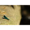 Male Calopteryx on Rock