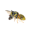 Wasp during transport