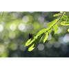 Calopteryx behind the leaf