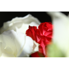 White & Red Roses