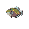 Humuhumunukunukuapua'a Hawaiian Reef Triggerfish