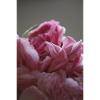 Heaps of pink roses