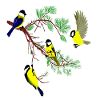 birds23