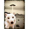 Polarfusch spots UFO in desert