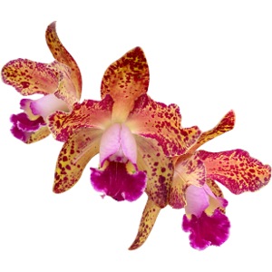 Orchidee Cattleya Hybride Sommerfarben Blüte