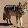 Iberian wolf