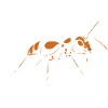 ant