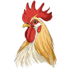 Rooster