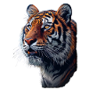 Tiger in side profile