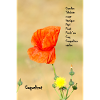 Poppy in Norman