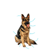 Anatomie d’un berger berger allemand