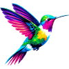 Colibri