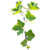 Ivy – Evergreen connection