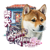 Shiba Inu
