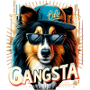 Collie Gangsta gangster hund gave