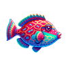 Hawaiian triggerfish Humuhumunukunukuapua'a