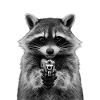 Meme raccoon