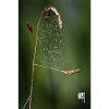 Spider Web, Dew & White Kumo