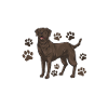 Choklad Brun Labrador Retriever Hund