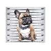 Frenchie PERSONAL STALKER Bouledogue Français