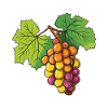 Grapes Fruit