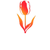 Amsterdam Tulip Holland Netherlands