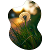 Pusteblume