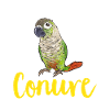 Molina Parakeet Parrot Bird Parakeet