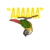 Molina Parakeet Parrot Bird Parakeet
