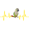 Molinasittich Papagei Vogel Sittich