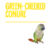 Molina Parakeet Parrot Bird Parakeet