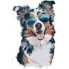 Australian Shepherd with sunglasses