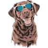 Brauner Labrador mit Sonnenbrille