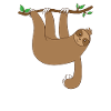 Sloth hanging from the tree