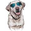 Labrador with sunglasses