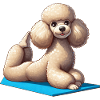 Dog Poodle Yoga Gymnastics