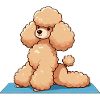 Dog Poodle Yoga Gymnastics