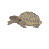 Red-eared turtle lovers
