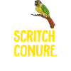 Perruche Molina Perroquet Perruche oiseau